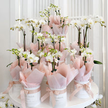 Load image into Gallery viewer, Gift wrapped orchid plants in pink and white flowers, presented in a display setting.
